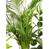 Palmera Areca En 20 Litros