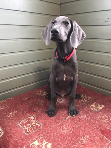 Majestuoso Weimaraner Prestigio Línea Única