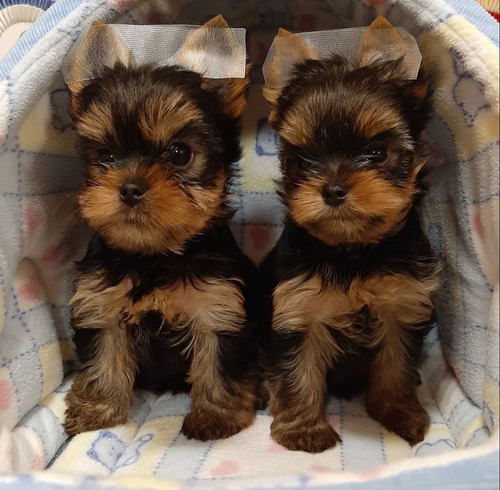 Vendo Adorables Cachorros Yorkie