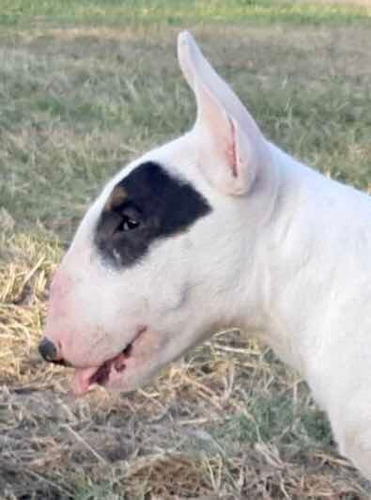 Bull Terrier Cachorro Pedigree Fca Pirata Macho 