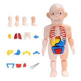 Juguete De Los Niños Cuerpo Humano Modelo 3d Órgano Humano A