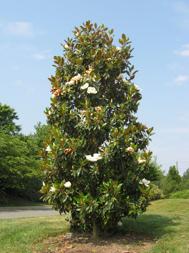 Plantines De Magnolia Grandiflora