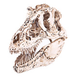 Cráneo De Dinosaurio Realista
