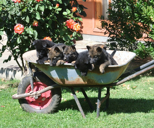 Pastores Alemanes Línea Trabajo: Negro Sólido Y Dark Sable