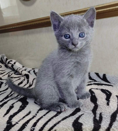 Lindos Gato Azul Ruso 