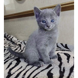 Lindos Gato Azul Ruso 