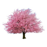 Árbol Cerezo Sakura Japonés + Fertilizante + Manual Cuidados