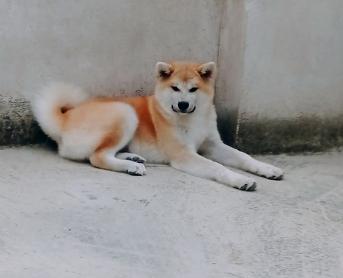 Cachorro Akita Inu 