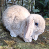 Lindos Mini Coelhos Mini Lop