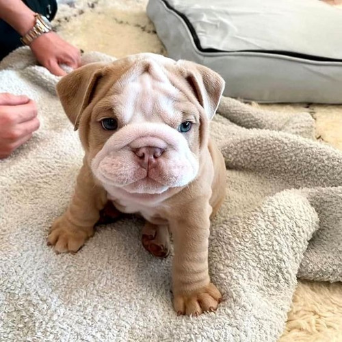 Cachorros Bulldog Ingles Perrito Bull Dog Puppy Cachorrito