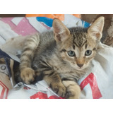 Gatitos En Adopción 