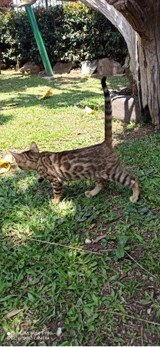 Gata Bengalí Pereira, Bogota Animal Pets Colombia 