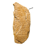 Pedra Aquecida Grande 110v  Pe-312 -  Artexotics