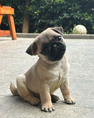 Cachorro Pug Carlino 14