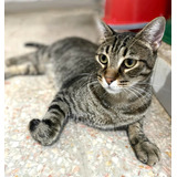 Gato Atigrado De 3 Años En Adopción Responsable