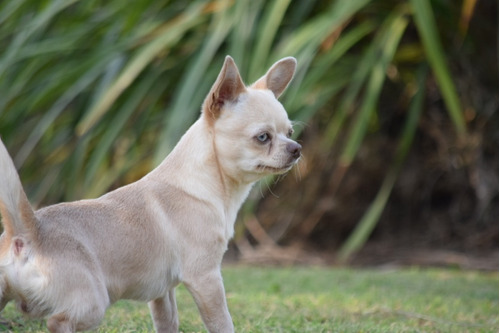 Chihuahua Macho Crema Envío Gratis 