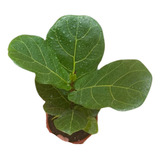 Ficus Lyrata Bambino, 1 Planta, 14 Cm.