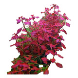 Ludwigia  Sp Mini Red. Planta Acuática 