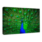 Cuadro Decorativo Canvas Animales Pavorreal Contraste 80x60