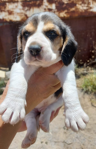 Beagle Hembras