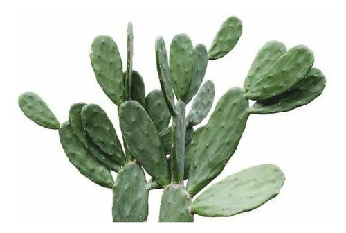 Cactus Nopal