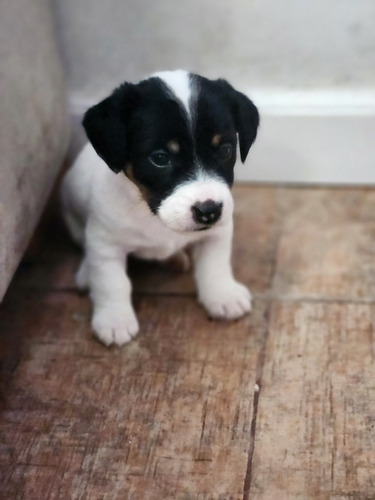 7 Cachorros Jack Russell Terrier. Papás Con Pedigree Fca