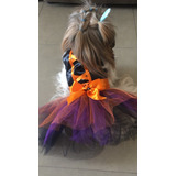 Fantasia Pet Halloween Bruxinha- Gg E Exg