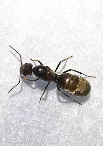 Dorymyrmex Pogonius / Reina De Criadero / Hormiga Mascota 