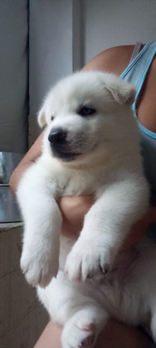 Husky Siberiano Macho Branco Com Olhos Azuis 