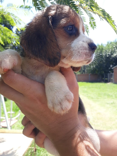 Beagle Hembrita Tricolor Cachorros