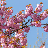 Semillas De Cerezo Japones Yaezakura Flores Dobles Grandes