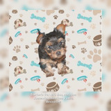 Yorkshire Terrier O Yorky Miniauras Teacup  O Tacitas