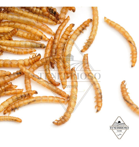 Larvas De Tenébrio Comum Desidratada - Molitor - 100 Gramas