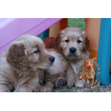 Cachorros Dorados Criadero Golden Retriever Argentina.-.