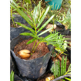 Palmera Cyca Revoluta Pequeña 