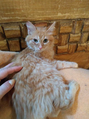 Gatita Garfield Angora Anaranjada Pelo Largo