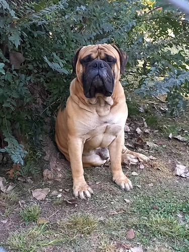 Bullmastiff Cachorros 