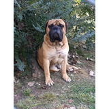 Bullmastiff Cachorros 