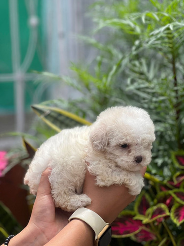 Frenchpoodle Minitoy (perrosderaza)