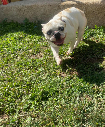 Hermosa Bulldog Francés Hembra De 2 Años