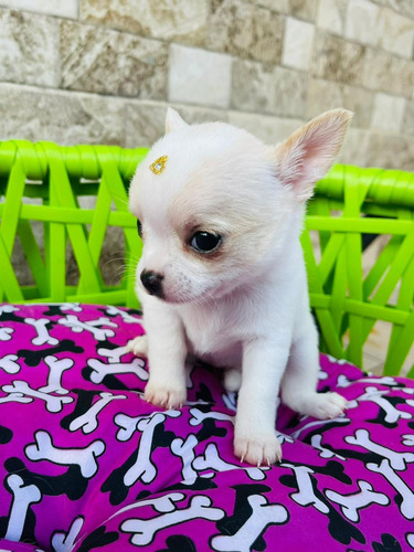 Chihuahua Pelo Curto Maravilhosa Femea 