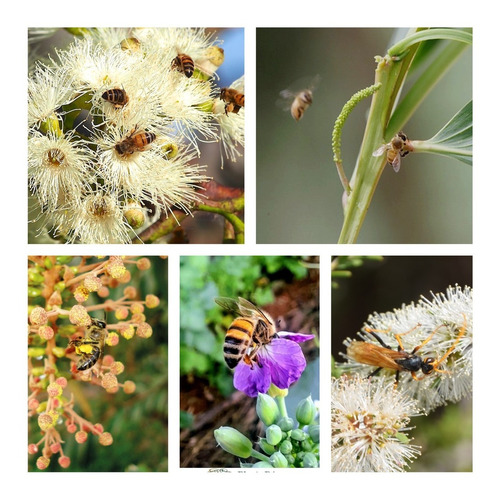 Kit 500 Sementes Árvores Flores Atraem Abelhas - Apicultura