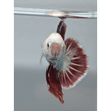 Peixe Betta De Linhagem Red Dragon Plakat