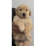 Filhotes De Golden Retriever Puros Com Pedigree