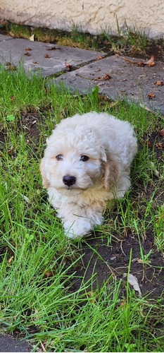 Tiernos Cachorros Poodle 