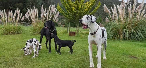 Cachorro Dogo Alemán 