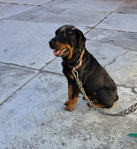 Cachorro Perrito Rottweiler 