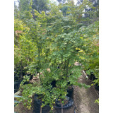 Acer Japonico, Árbol Ornamental 2,2 M