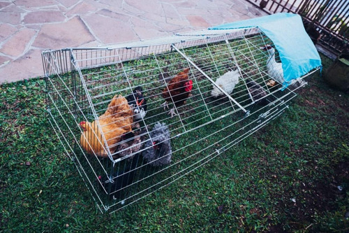 Passeador Para Galo  E Galinhas Cabe De 10 A 15 Aves 