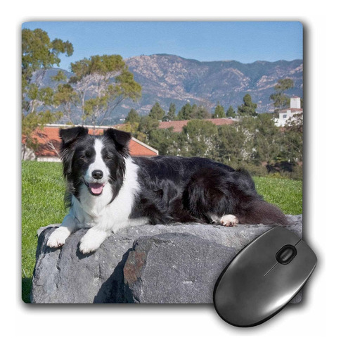 Perro Border Collie Zandria M De 3drose, 8 X 8 X 0.25 Pul...